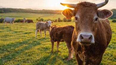 Αφθώδης-πυρετός:-Μπλόκο-σε-γάλα-και-κρέας-στη-Λέσβο