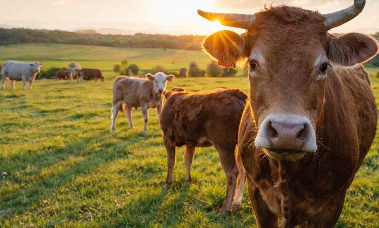 Αφθώδης-πυρετός:-Μπλόκο-σε-γάλα-και-κρέας-στη-Λέσβο