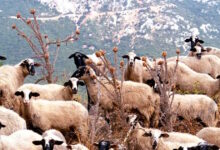 Μυτιλήνη:-Ραντεβού-με-Μητσοτάκη-ζητά-ο-δήμαρχος-Δυτικής-Λέσβου-για-τον-αφθώδη-πυρετό-σε-ζώα-του-νησιού