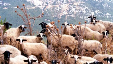 Μυτιλήνη:-Ραντεβού-με-Μητσοτάκη-ζητά-ο-δήμαρχος-Δυτικής-Λέσβου-για-τον-αφθώδη-πυρετό-σε-ζώα-του-νησιού
