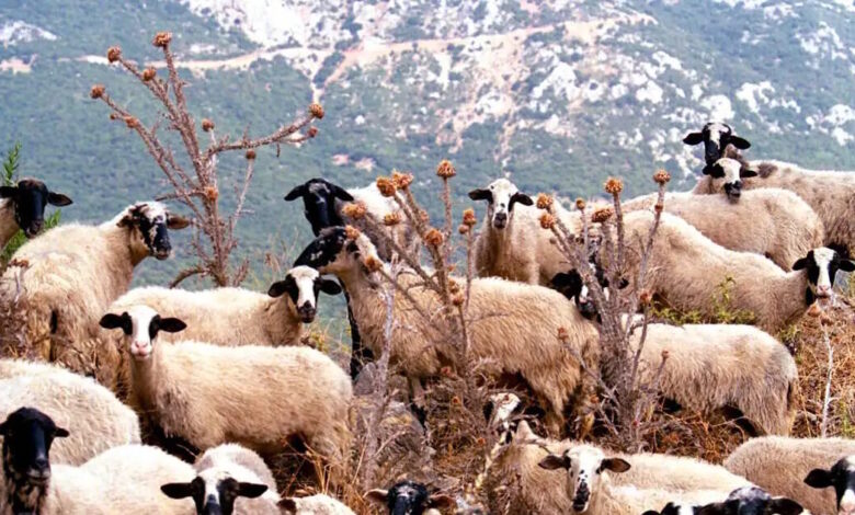 Μυτιλήνη:-Ραντεβού-με-Μητσοτάκη-ζητά-ο-δήμαρχος-Δυτικής-Λέσβου-για-τον-αφθώδη-πυρετό-σε-ζώα-του-νησιού