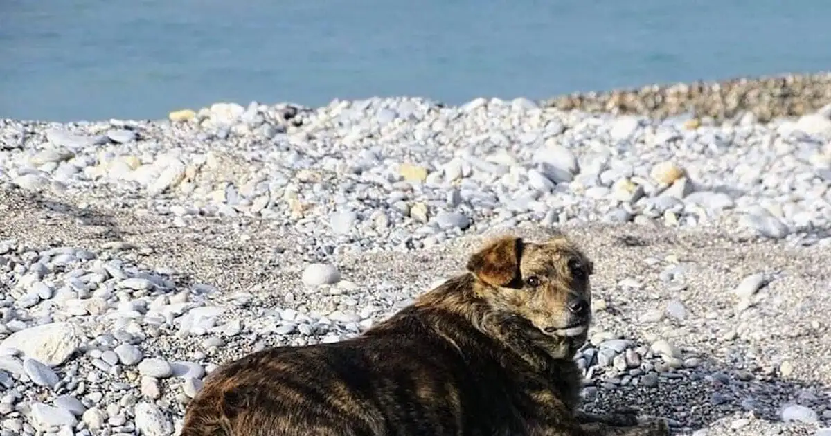 Χανιά:-Η-συγκινητική-ιστορία-της-«Μπέλλας»,-του-«Χάτσικο»-της-Παλαιόχωρας