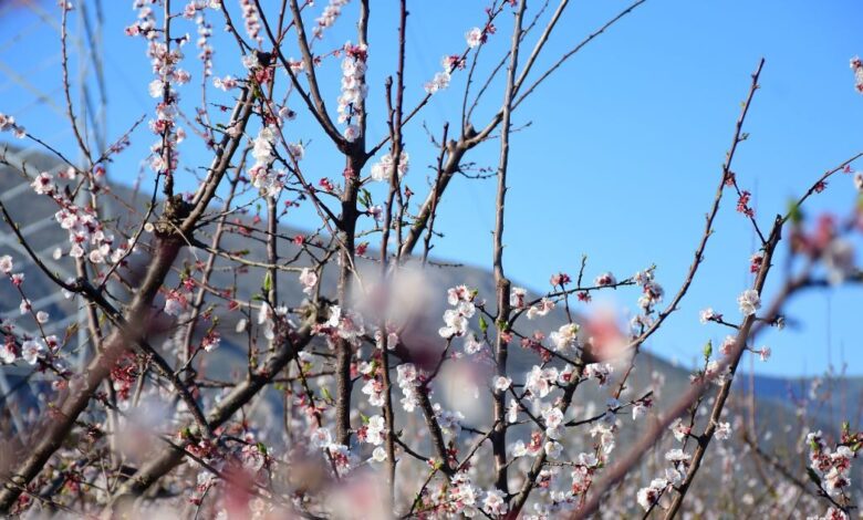 Εαρινή-ισημερία-2026:-Σήμερα-μπαίνει-και-επίσημα-η-άνοιξη-στο-βόρειο-ημισφαίριο