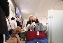 «Συγκινητικές-σκηνές»-στην-Αθήνα-–-Μεγάλο-ενδιαφέρον-διεθνών-ΜΜΕ-για-την-ελληνική-επιχείρηση-επαναπατρισμού-κατοικιδίων-από-τη-Μέση-Ανατολή