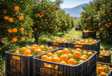 Εσπεριδοειδή:-Πράσινο-φως-για-εξαγωγές-στην-Ταϊλάνδη
