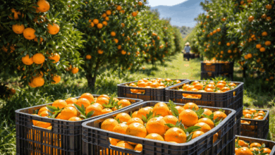 Εσπεριδοειδή:-Πράσινο-φως-για-εξαγωγές-στην-Ταϊλάνδη