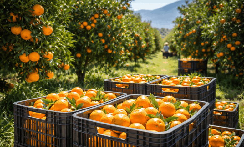 Εσπεριδοειδή:-Πράσινο-φως-για-εξαγωγές-στην-Ταϊλάνδη