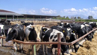 Λέσβος:-Αποζημιώσεις-για-το-γάλα-λόγω-του-αφθώδους-πυρετού