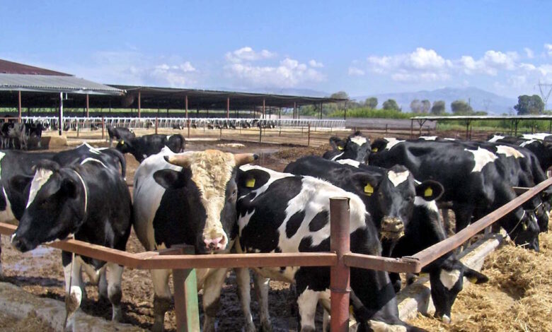 Λέσβος:-Αποζημιώσεις-για-το-γάλα-λόγω-του-αφθώδους-πυρετού