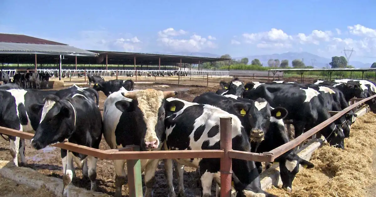 Λέσβος:-Αποζημιώσεις-για-το-γάλα-λόγω-του-αφθώδους-πυρετού