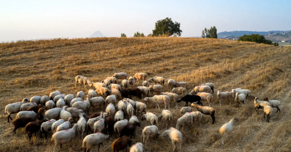 Λέσβος:-Δεύτερο-κρούσμα-αφθώδους-πυρετού-σε-κτηνοτροφική-μονάδα-στην-Πελόπη