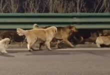 Κίνα:-Σκύλοι-δραπέτες-ξέφυγαν-από-το-φορτηγό-που-θα-τους-πήγαινε-σε-εργοστάσιο-κρέατος