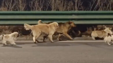 Κίνα:-Σκύλοι-δραπέτες-ξέφυγαν-από-το-φορτηγό-που-θα-τους-πήγαινε-σε-εργοστάσιο-κρέατος