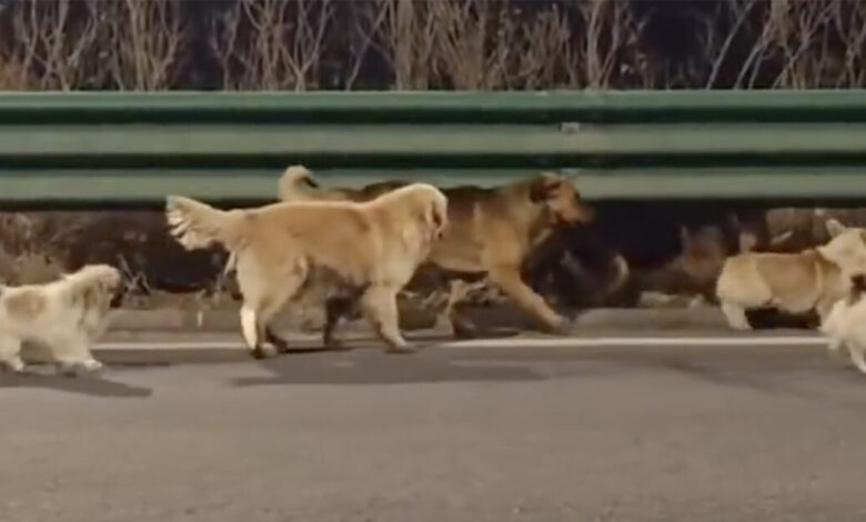 Κίνα:-Σκύλοι-δραπέτες-ξέφυγαν-από-το-φορτηγό-που-θα-τους-πήγαινε-σε-εργοστάσιο-κρέατος