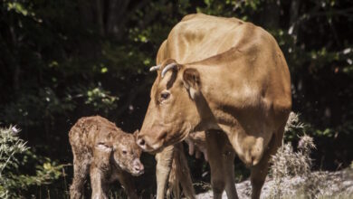 Λέσβος:-Τρία-νέα-κρούσματα-αφθώδους-πυρετού-σε-πρόβατα-και-βοοειδή