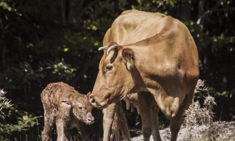 Λέσβος:-Τρία-νέα-κρούσματα-αφθώδους-πυρετού-σε-πρόβατα-και-βοοειδή