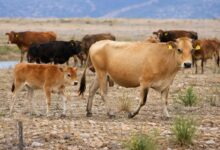 Αφθώδης-πυρετός-στη-Λέσβο:-Νέα-κρούσματα,-σκληρά-μέτρα-ενόψει-Πάσχα