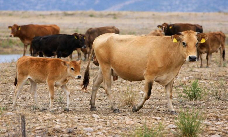 Αφθώδης-πυρετός-στη-Λέσβο:-Νέα-κρούσματα,-σκληρά-μέτρα-ενόψει-Πάσχα