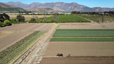 ΑΑΔΕ:-Έως-30-Απριλίου-η-δήλωση-μεταβολών-για-υποχρεωτική-μετάταξη-των-αγροτών-στο-κανονικό-καθεστώς-ΦΠΑ