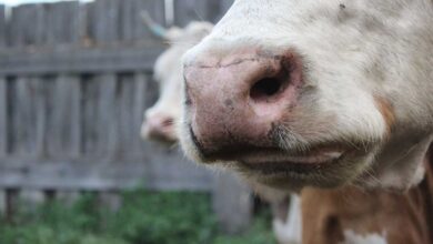 Αφθώδης-πυρετός:-13-κρούσματα-στη-Λέσβο