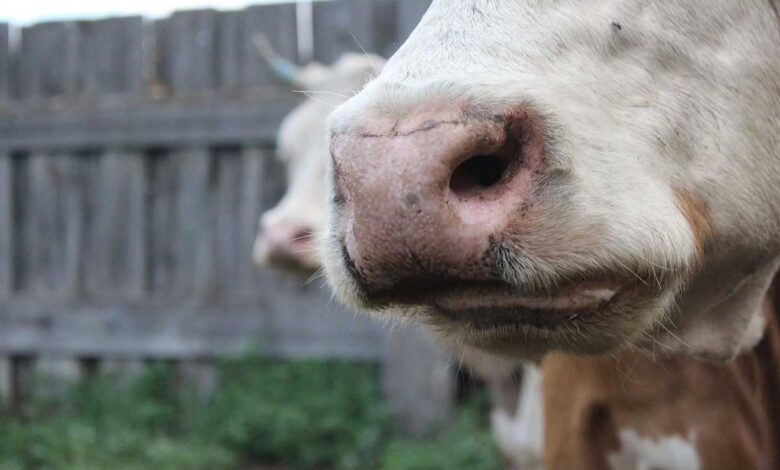 Αφθώδης-πυρετός:-13-κρούσματα-στη-Λέσβο