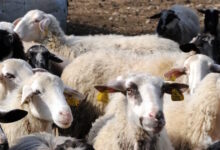 Λέσβος:-Οκτώ-νέα-κρούσματα-αφθώδους-πυρετού-σε-κτηνοτροφικές-μονάδες-–-Συνολικά-έφτασαν-τα-13