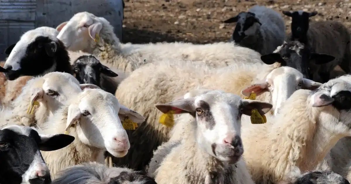 Λέσβος:-Οκτώ-νέα-κρούσματα-αφθώδους-πυρετού-σε-κτηνοτροφικές-μονάδες-–-Συνολικά-έφτασαν-τα-13