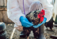 Γρίπη-των-πτηνών:-Στην-Ιταλία-το-πρώτο-ανθρώπινο-κρούσμα-στην-ΕΕ-–-Αυξημένος-κίνδυνος-και-για-την-Ελλάδα