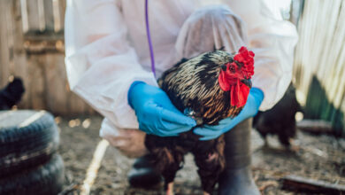 Γρίπη-των-πτηνών:-Στην-Ιταλία-το-πρώτο-ανθρώπινο-κρούσμα-στην-ΕΕ-–-Αυξημένος-κίνδυνος-και-για-την-Ελλάδα