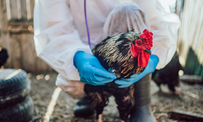 Γρίπη-των-πτηνών:-Στην-Ιταλία-το-πρώτο-ανθρώπινο-κρούσμα-στην-ΕΕ-–-Αυξημένος-κίνδυνος-και-για-την-Ελλάδα
