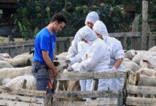 ΥΠΑΑΤ:-45-προσλήψεις-για-ευλογιά-αιγοπροβάτων