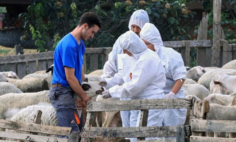 ΥΠΑΑΤ:-45-προσλήψεις-για-ευλογιά-αιγοπροβάτων