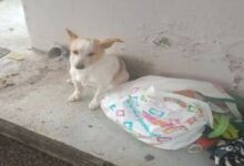 Λεμεσός:-Εγκατέλειψαν-σκυλάκι-σε-στάση-λεωφορείου-μαζί-με-τα-παιγνίδια-του-και-λίγη-τροφή