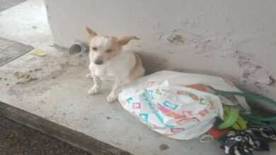 Λεμεσός:-Εγκατέλειψαν-σκυλάκι-σε-στάση-λεωφορείου-μαζί-με-τα-παιγνίδια-του-και-λίγη-τροφή