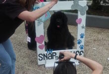 Παγκράτι:-Ουρές-από-σκύλους-για-να-βγάλουν-το-καλύτερο-κλικ-σε-δωρεάν-φωτογράφιση-στην-πλατεία-Βαρνάβα