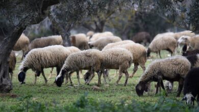 Η-Θεσσαλία-χωρίς-κρούσμα-ευλογιάς-το-τελευταίο-εικοσαήμερο-–-tα-στοιχεία-του-ΥπΑΑΤ
