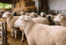 Αφθώδης-πυρετός:-18-κρούσματα-σε-21-εκτροφές