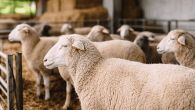 Αφθώδης-πυρετός:-18-κρούσματα-σε-21-εκτροφές