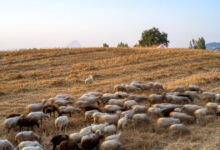Υπουργείο-Αγροτικής-Ανάπτυξης-και-Τροφίμων:-Δύο-νέα-κρούσματα-αφθώδους-πυρετού-εντοπίστηκαν-στη-Λέσβο
