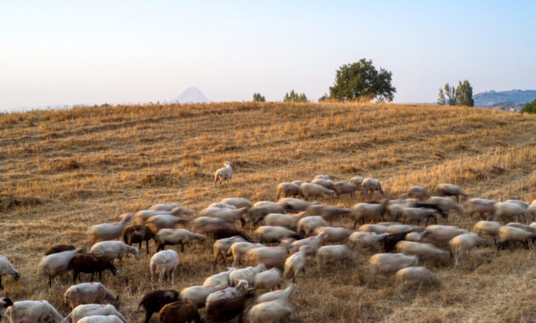 Υπουργείο-Αγροτικής-Ανάπτυξης-και-Τροφίμων:-Δύο-νέα-κρούσματα-αφθώδους-πυρετού-εντοπίστηκαν-στη-Λέσβο