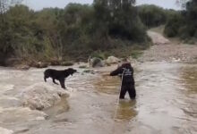 Χαλκιδική:-Βίντεο-από-την-επιχείρηση-διάσωσης-δύο-τσοπανόσκυλων-που-εγκλωβίστηκαν-σε-ποταμό