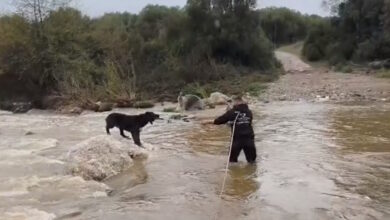 Χαλκιδική:-Βίντεο-από-την-επιχείρηση-διάσωσης-δύο-τσοπανόσκυλων-που-εγκλωβίστηκαν-σε-ποταμό