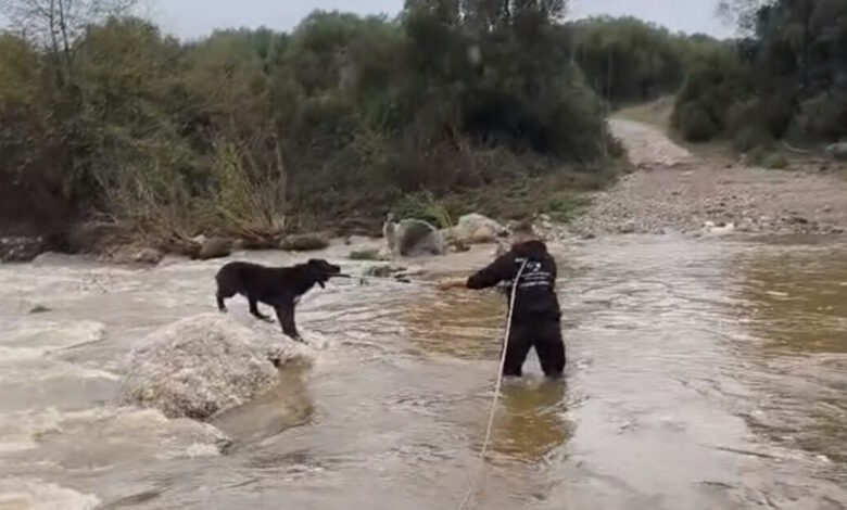 Χαλκιδική:-Βίντεο-από-την-επιχείρηση-διάσωσης-δύο-τσοπανόσκυλων-που-εγκλωβίστηκαν-σε-ποταμό
