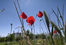 Ξεπέρασε-τους-28°c-το-θερμόμετρο-στα-Τρίκαλα-–-Η-υψηλότερη-σε-όλη-τη-χώρα
