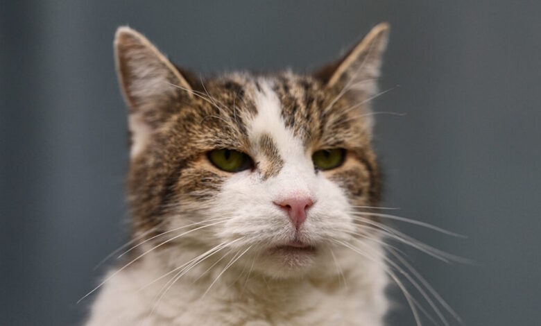 Γαλλία:-Ο-πιο-«ζημιάρης»-γάτος-της-χώρας-χρέωσε-την-κηδεμόνα-του-100-ευρώ-αποζημίωση-σε-δικαστική-διαμάχη-με-τον-γείτονά-της