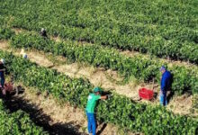 ΑΑΔΕ:-Πληρωμή-202-εκ-ευρώ-για-294-χιλ.-αγροτεμάχια-κατόπιν-ελέγχων