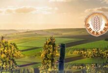 Έτσι-ξεκίνησαν-όλα-…