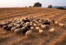 Ευλογιά-και-αφθώδης-πυρετός:-Καμία-χαλάρωση-ενόψει-Πάσχα