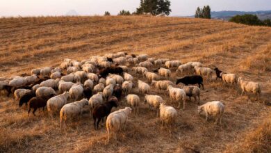 Ευλογιά-και-αφθώδης-πυρετός:-Καμία-χαλάρωση-ενόψει-Πάσχα