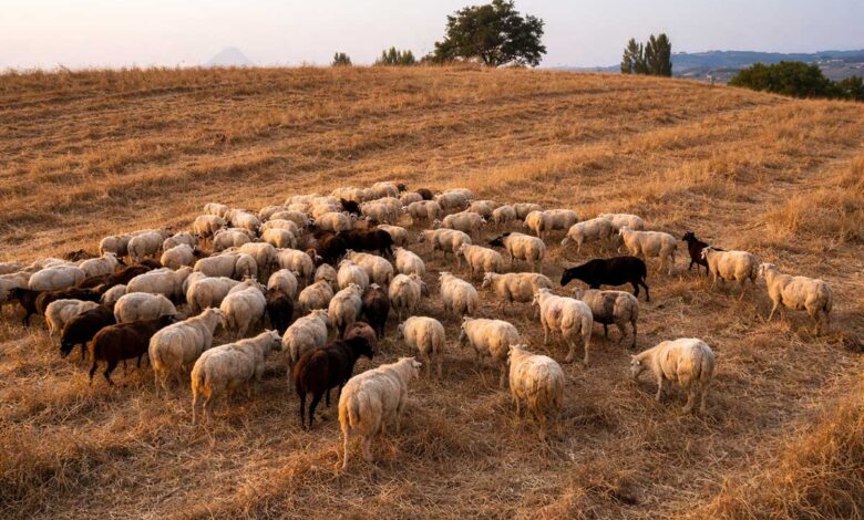 Ευλογιά-και-αφθώδης-πυρετός:-Καμία-χαλάρωση-ενόψει-Πάσχα